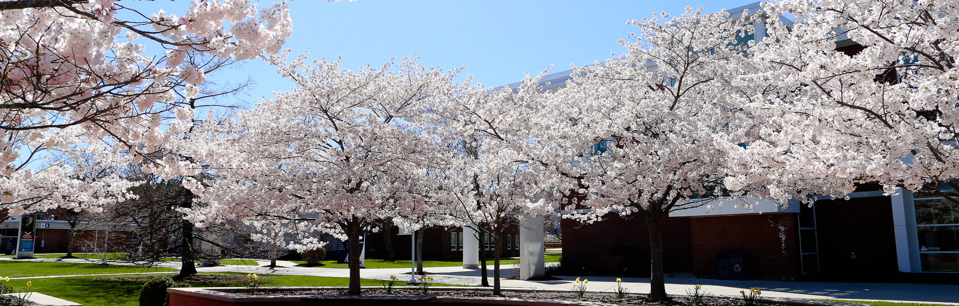 pink and white trees in bloom on campus