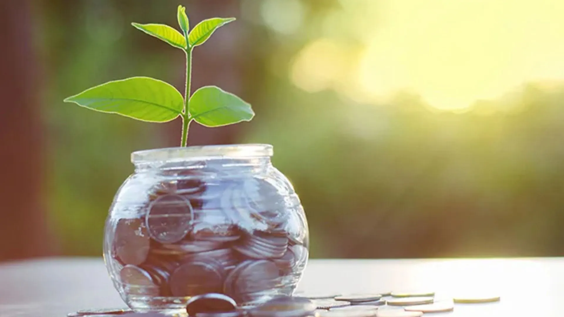 plant growing from coins