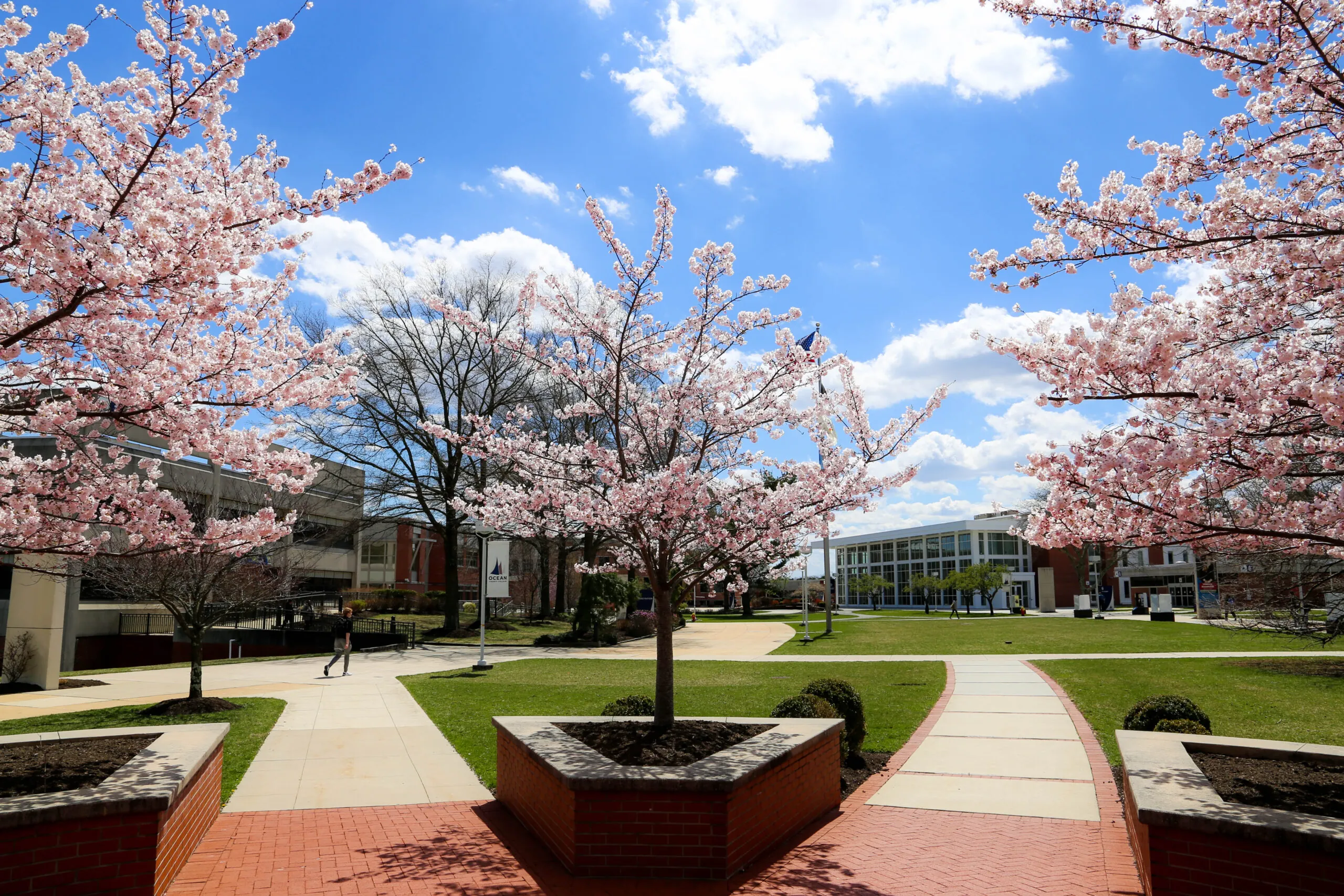 campus with cherry blossom trees